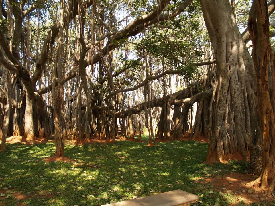 Dodda Alada Mara or Big Banyan Tree (2).jpg